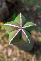 Cactus &Oacute;rgano con Caracol en Exterior / Lophocereus Marginatus 