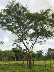 Fototapeta premium Tree in a peaceful outdoor environment surrounded by nature