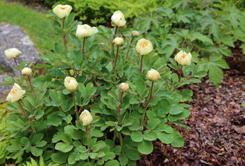 Yellow peony bush