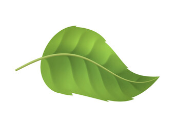 Fototapeta premium Realistic leaves. Tropical and exotic leaf or foliage. Fresh natural plant. Floristry, botany and horticulture. Graphic element for website. 3d vector illustration