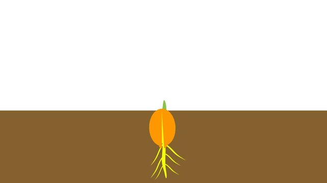 Growing plant seed cartoon animation video