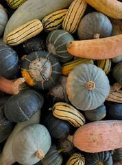 Winter squash including delicata, Georgia candy roaster, buttercup, Blue Kabocha harvested in fall