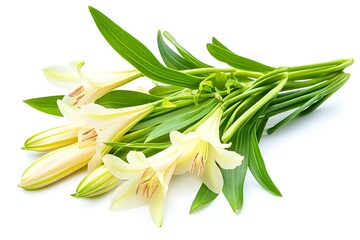 Crinum lilies isolated on white background, close up