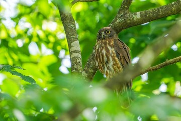 鋭い目つきで周囲を警戒する子育て中のアオバズク親鳥