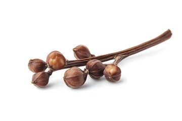 Cowpea isolated on white background, close up