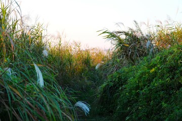 ススキの覆われ散策路　秋の河川敷