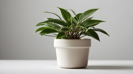 "A mini potted plant with smooth green leaves, on a white background."

