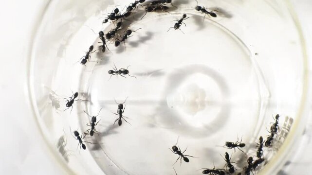many ants on white background