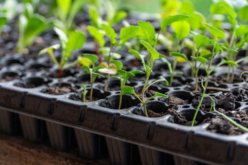 A container filled with little plants in the soil