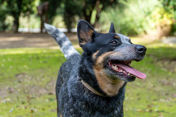 An energetic blue Australian cattle dog playing in a lush garden, showcasing its lively and spirited nature in an outdoor setting.