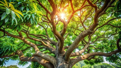Fototapeta premium Sunlight Filtering Through the Canopy of a Mighty Tree, Illuminating the Intertwined Branches and Lush Foliage