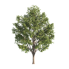 Single Tree isolated on transparent background. big old tree with green leaves stands alone on...