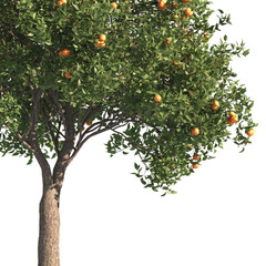 Green tree branch isolated on transparent background. Orange tree branch isolated on transparent background. Corner tree isolated on transparent background. Green leaves for corner png.