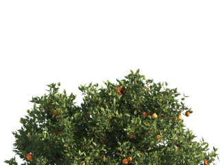 Green tree branch isolated on transparent background. Orange tree branch isolated on transparent background. Corner tree isolated on transparent background. Green leaves for corner png.