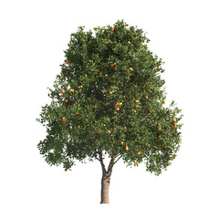 Single Orange Tree isolated on transparent background. big old Orange tree with green leaves. orange stands alone on white background. Isolated orange tree on white background.  cutout Orange tree png