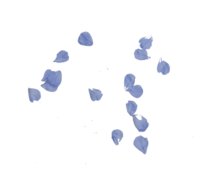 Many small blue petals