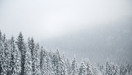 Christmas background nature backgrounds outdoors. white background