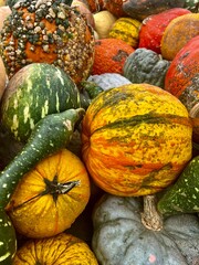 pumpkins and gourds