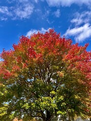 Fall tree