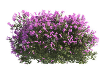 flower bush isolated on transparent background. Single Tropical plant purple flower fence bush green shrub tree transparent on white background. purple flower bush with green leaves png.