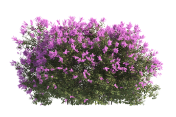 flower bush isolated on transparent background. Single Tropical plant purple flower fence bush green shrub tree transparent on white background. purple flower bush with green leaves png.