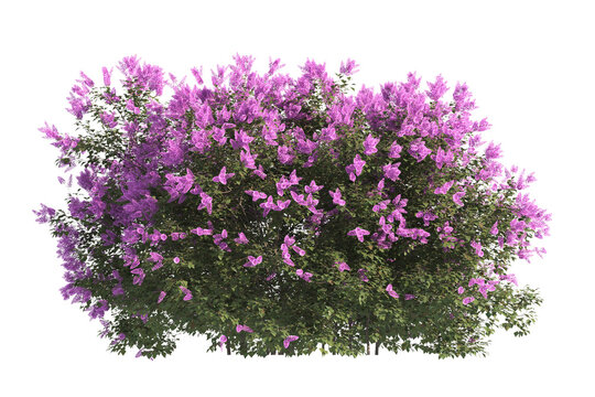 Fototapeta flower bush isolated on transparent background. Single Tropical plant purple flower fence bush green shrub tree transparent on white background. purple flower bush with green leaves png.