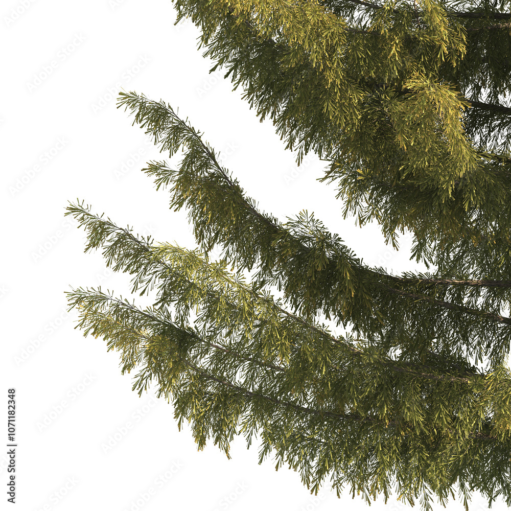 Wall mural spruce tree branch isolated on transparent background. conifer tree branch isolated on transparent b