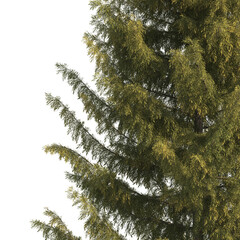 Spruce tree branch isolated on transparent background. Conifer tree branch isolated on transparent...
