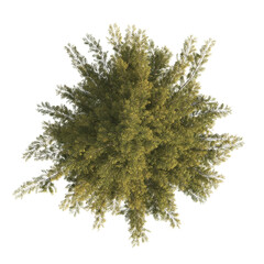 Spruce tree isolated on transparent background. single Conifer tree isolated on transparent background. Fir tree isolated transparent background. Pine tree transparent png. spruce tree transparent png