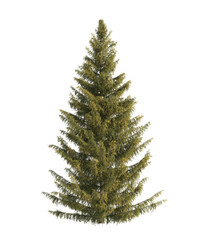 Spruce tree isolated on transparent background. single Conifer tree isolated on transparent background. Fir tree isolated transparent background. Pine tree transparent png. spruce tree transparent png
