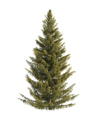 Spruce tree isolated on transparent background. single Conifer tree isolated on transparent background. Fir tree isolated transparent background. Pine tree transparent png. spruce tree transparent png