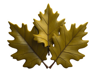 Fototapeta premium Three Golden Oak Leaves