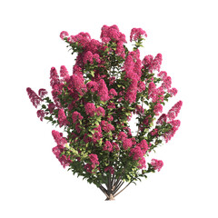 flower bush isolated on transparent background. Single Tropical plant purple flower fence bush green shrub tree transparent on white background. purple flower bush with green leaves png.