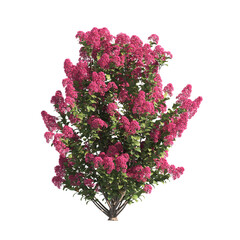 flower bush isolated on transparent background. Single Tropical plant purple flower fence bush green shrub tree transparent on white background. purple flower bush with green leaves png.