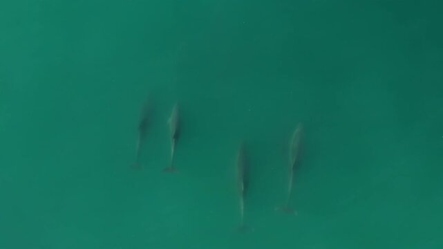 Aerial view of San Clemente, California with dolphins in clear waters