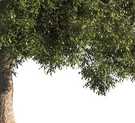 Green tree branch isolated on transparent background. green leaf tree branch isolated on white background. Corner tree isolated on transparent background. Green leaves for corner Png.