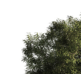 Green tree branch isolated on transparent background. green leaf tree branch isolated on white background. Corner tree isolated on transparent background. Green leaves for corner Png.