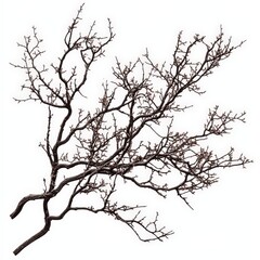 Obraz premium PNG plant tree branch nature, white background.