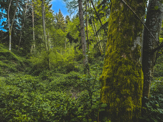 Obraz premium green forest in the morning