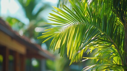 Closeup of a palm frond with blurred house in background.