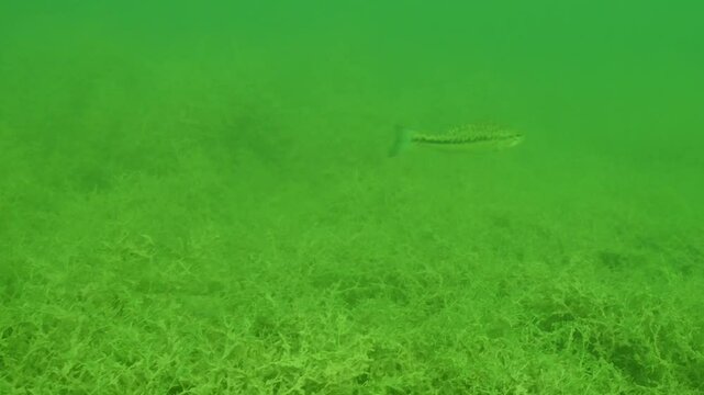 Aquatic vegetation with a glimpse of a largemouth Micropterus nigricans bass swimming in a natural habitat