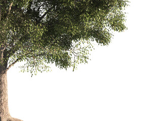 Green tree branch isolated on transparent background. green leaf tree branch isolated on white background. Corner tree isolated on transparent background. Green leaves for corner Png.