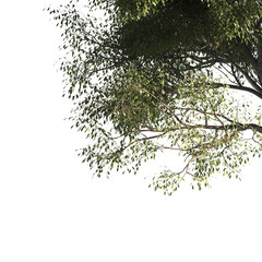 Green tree branch isolated on transparent background. green leaf tree branch isolated on white background. Corner tree isolated on transparent background. Green leaves for corner Png.