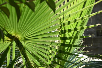 palm tree leaves