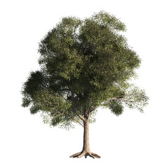 Single Tree isolated on transparent background. big old tree with green leaves stands alone on...