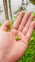 Hands holding small green leaves and fruit, plant seeds