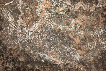 Surface texture of a rock with animal tracks.