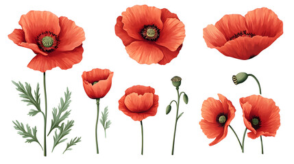 Fototapeta premium Collection of Red Poppy Flowers in Various Views on white and transparent background. PNG