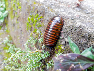 the millipede or Pill millipede animal rolls up into a ball
