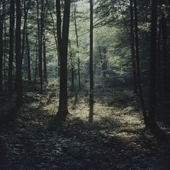 Obraz premium the outdoor picture for dark mood